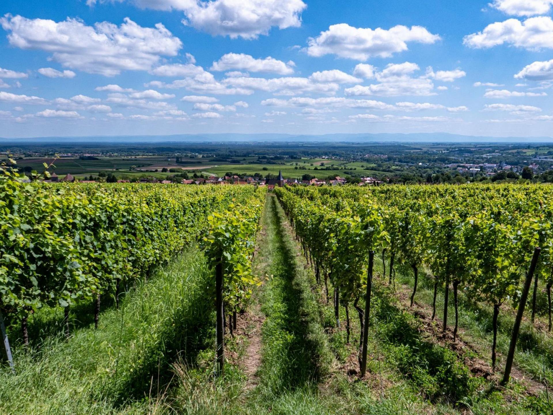 Weinberge Blick Rheintal